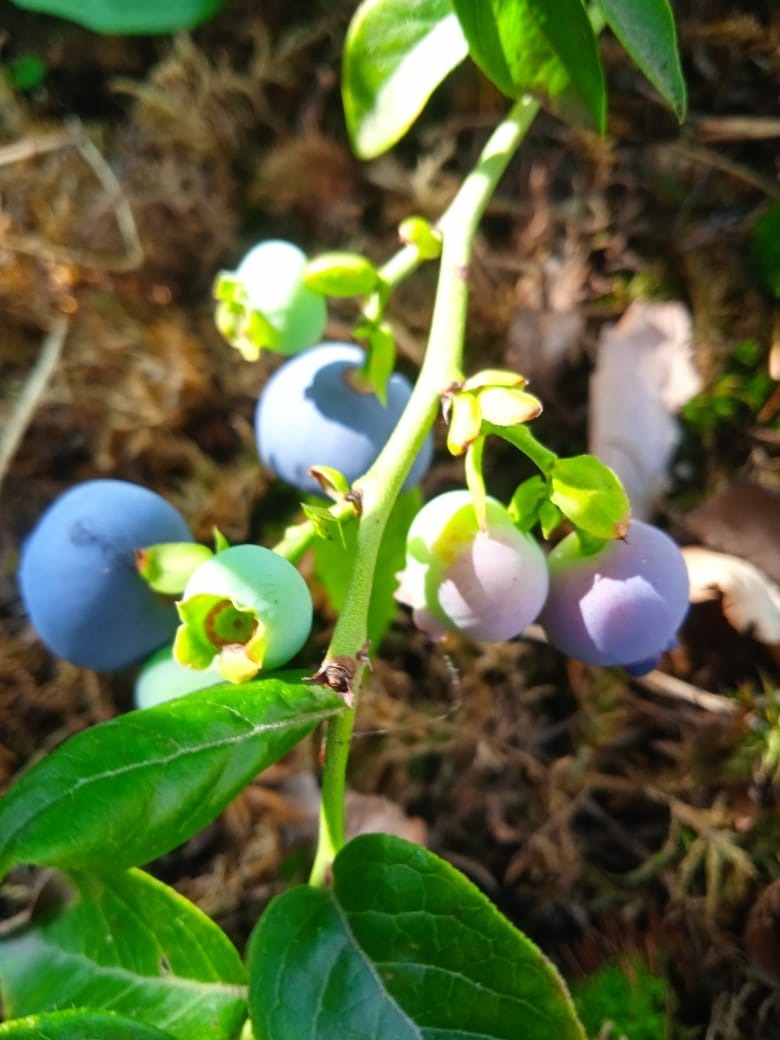 "С мечтой о пьяной ягоде": моя новая публикация на страницах дачного журнала, история о том, как мечты сбываются.