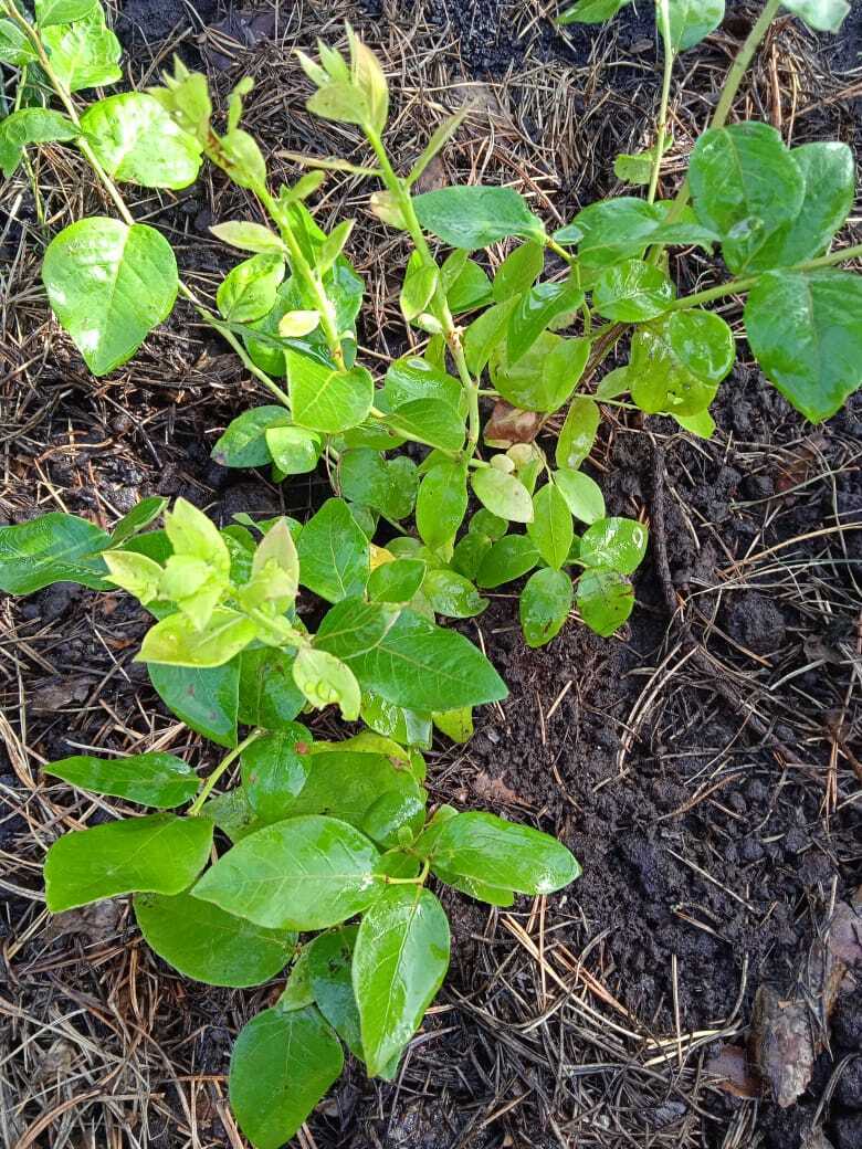 Садовая голубика: мой опыт выращивания "пьяной ягоды", первый урожай и первые впечатления от болотной ягоды.