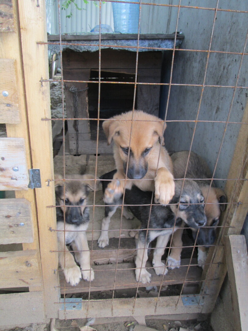 Не во всех зоогостиницах у людей хорошие руки