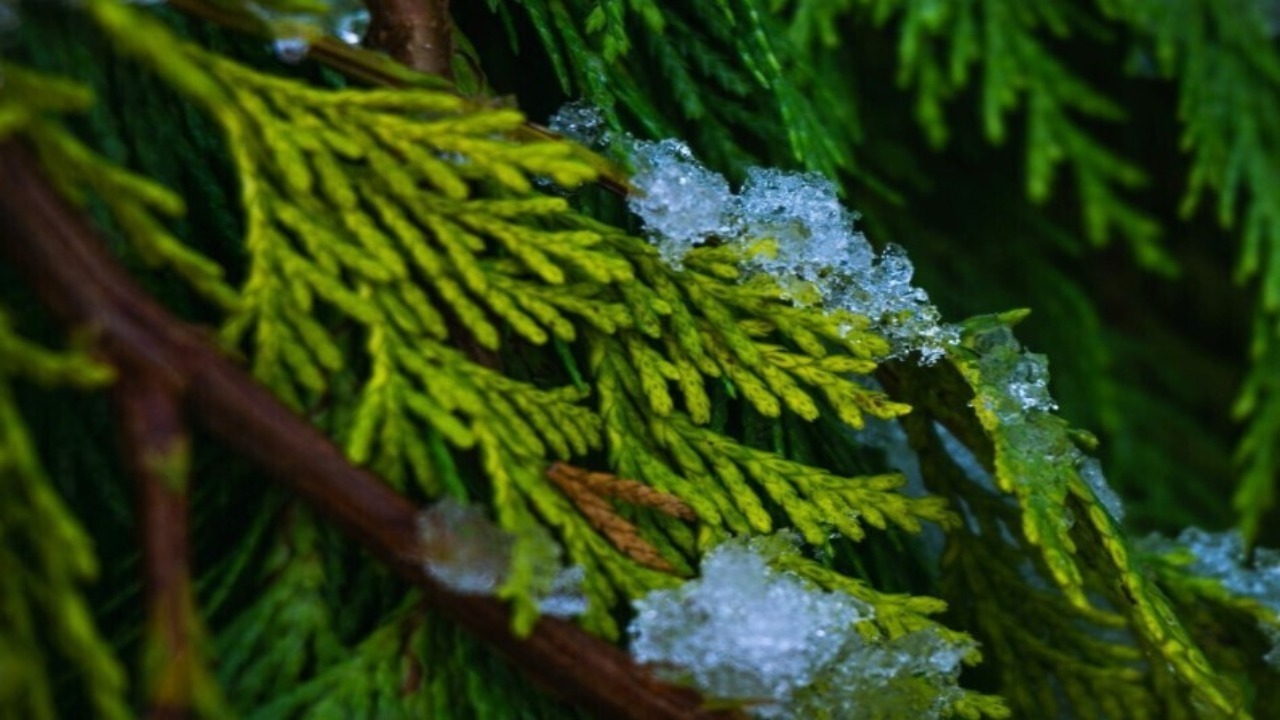 Сезон преступлений. Молодые люди идут на крайние меры при подготовке к праздникам