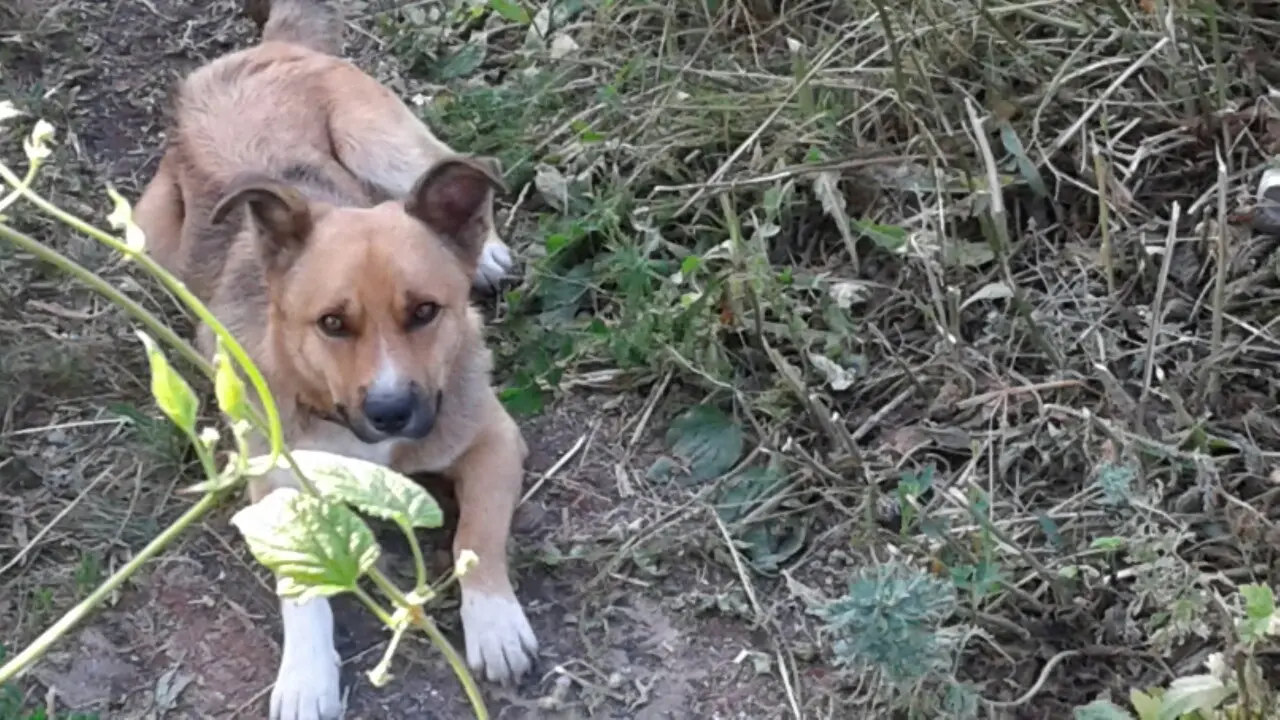 О доброте человеческой