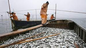 Запрет на Импорт Российской Рыбы в США: Удар по Карманам Потребителей американцев, а не Российским Рыбакам.