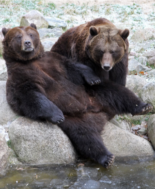 Научившись спать, как медведь, вы можете спасти себе жизнь