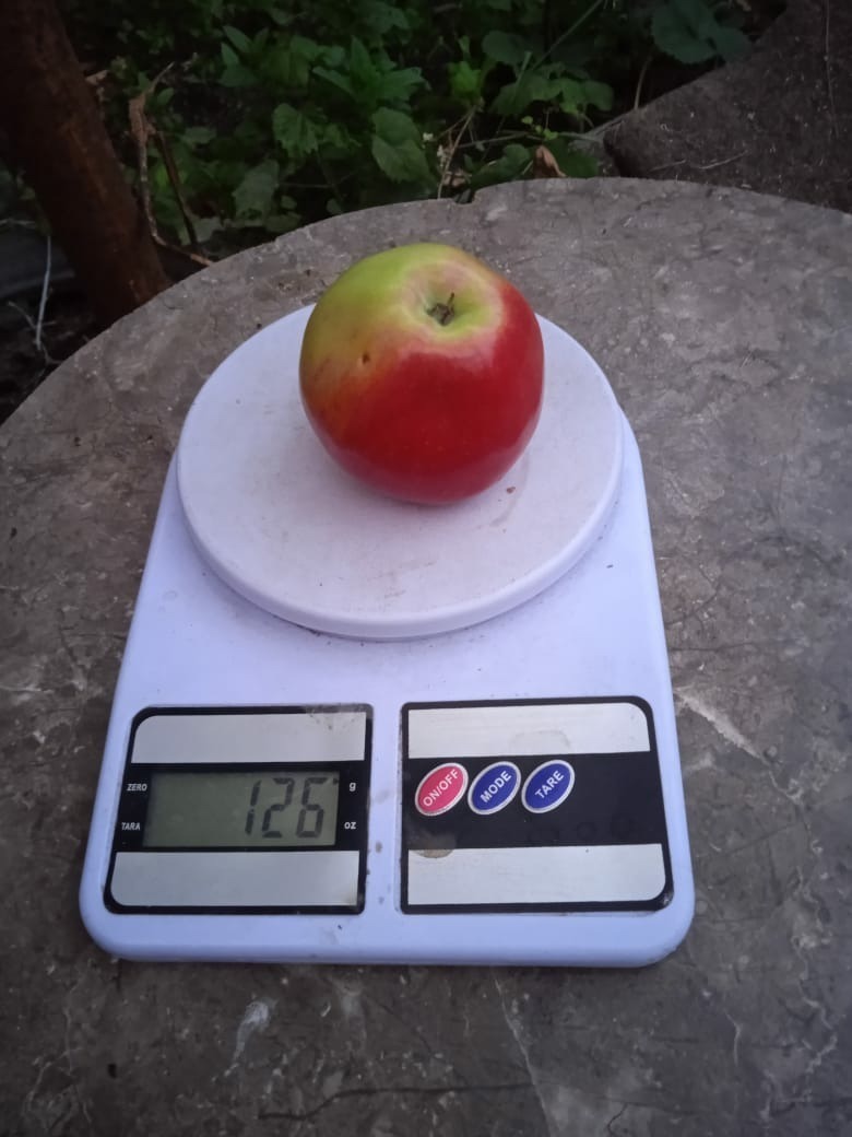 Хотите сочных яблок? Сажайте сорт Уэлси! Будете с ежегодным урожаем сладких яблок. О моем любимом сорте яблок.