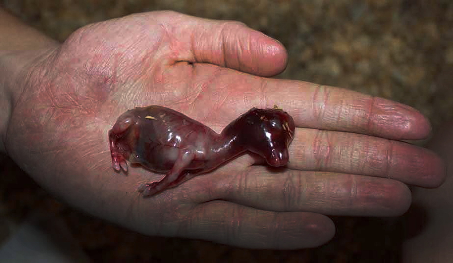 "Фаза", "выход из тела", "осознанный сон" и "астрал" - чем отличаются друг от друга эти состояния?