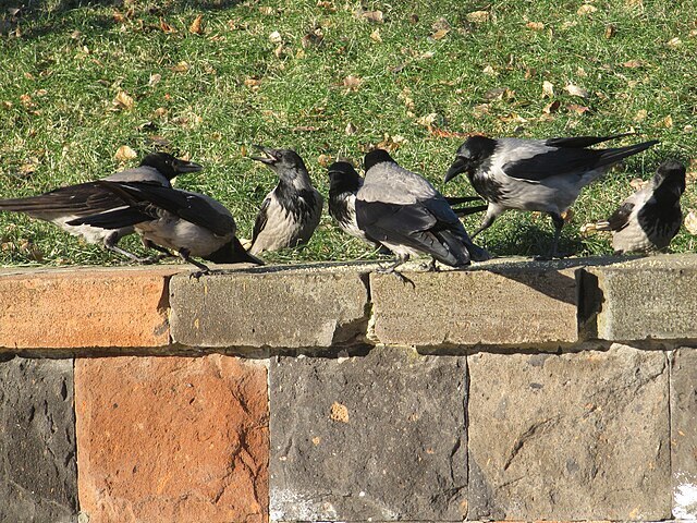 Большая серая ворона билась в окна одного дома. Там случилось несчастье. Мистика? Или что это?