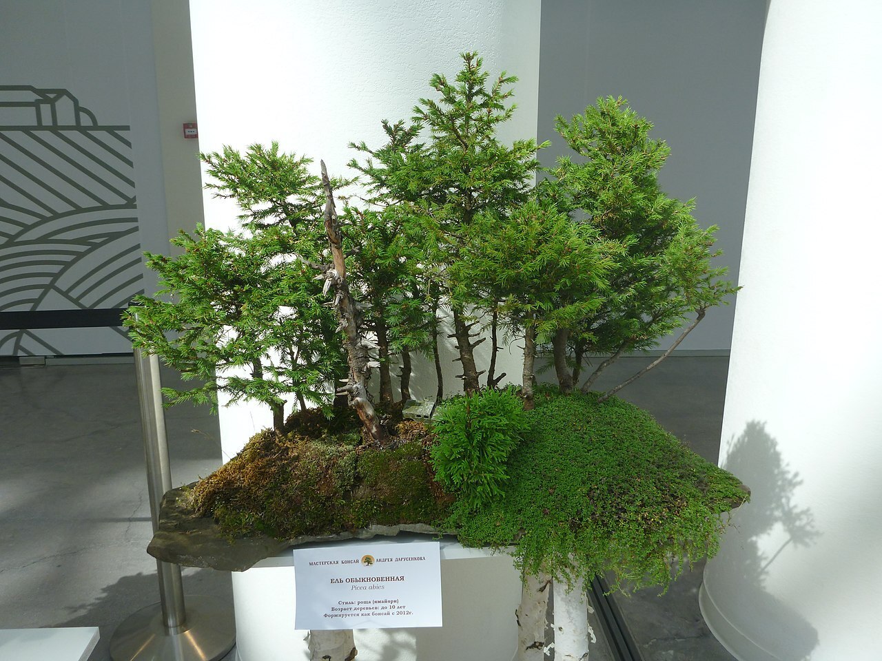 Покупайте живые елки или живые сосны! Минуточку. Живые? Как это живые, если их уже спилили....