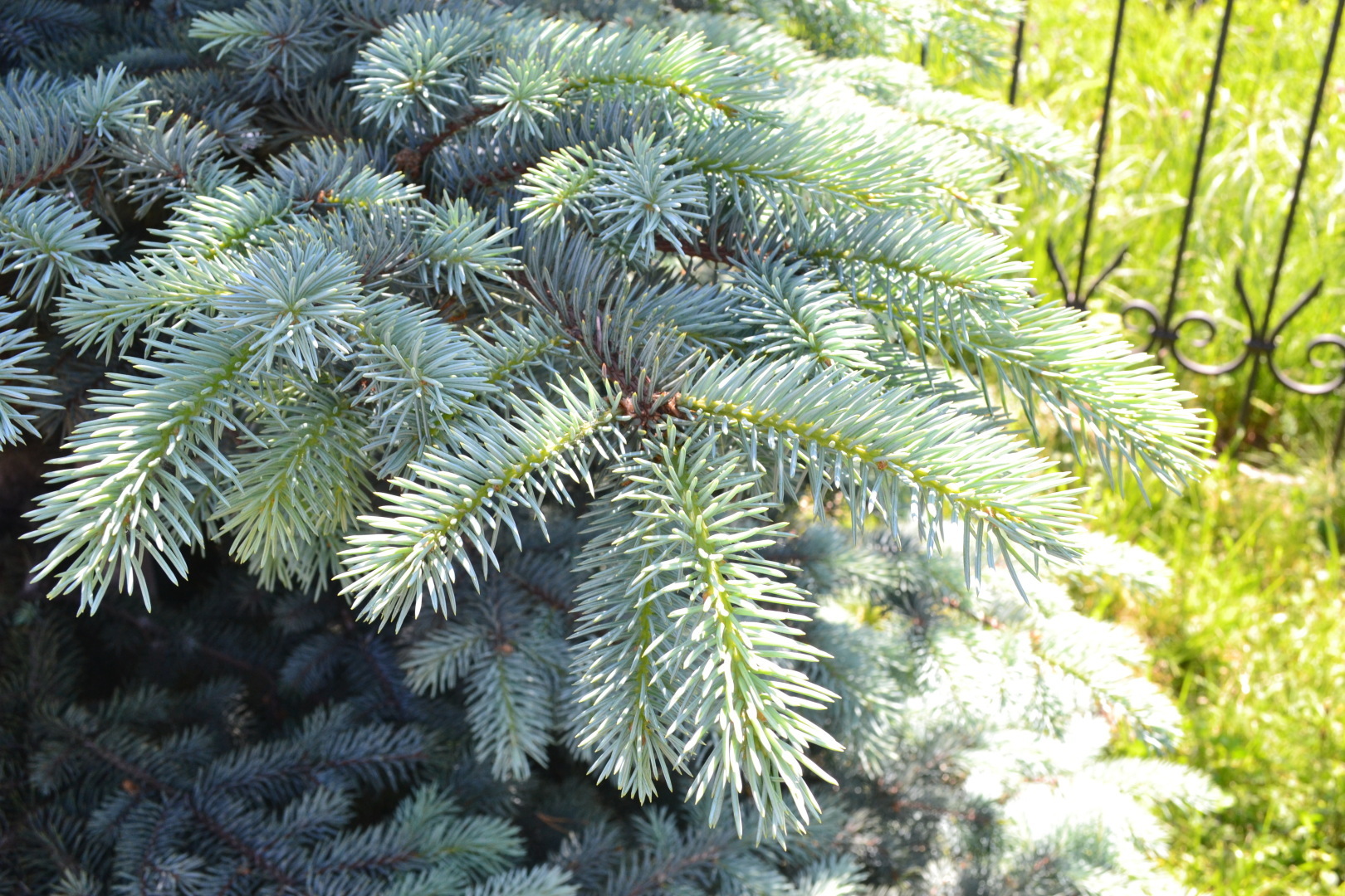 Почему мы не замечаем природу, которая нас окружает