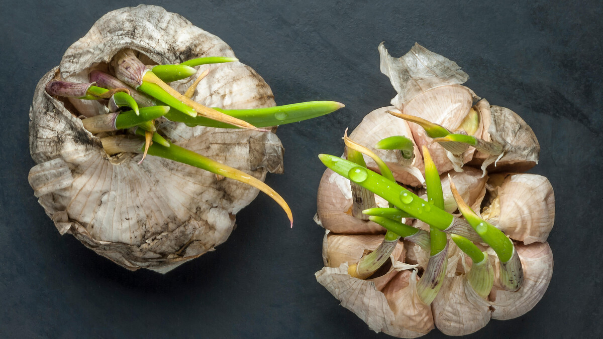 Можно ли есть проросший чеснок? Вот ответ, которого вы не ожидали.