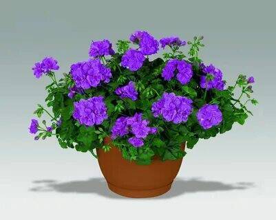 Как я развожу комнатные растения.