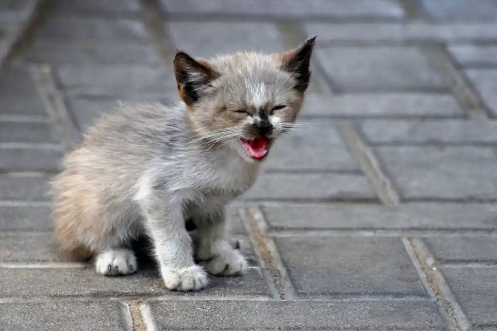 Подобрали мы с женой котёнка. Рассказ