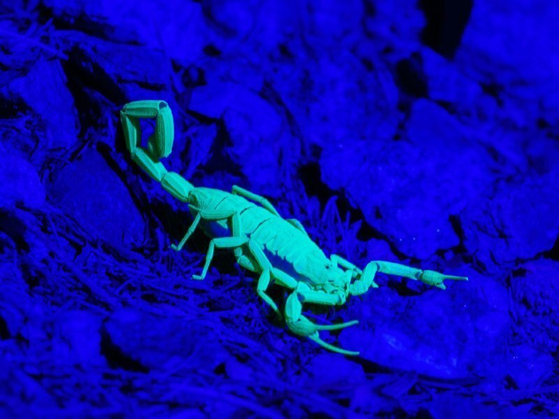 К чему скорпион в темноте светится? Зачем ему это нужно?