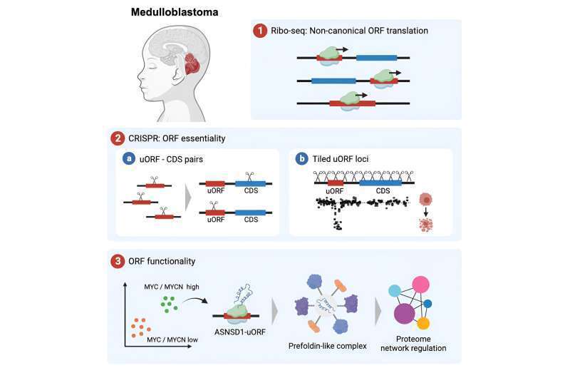 Мировое изучение клеток для улучшения лечения агрессивного детского рака