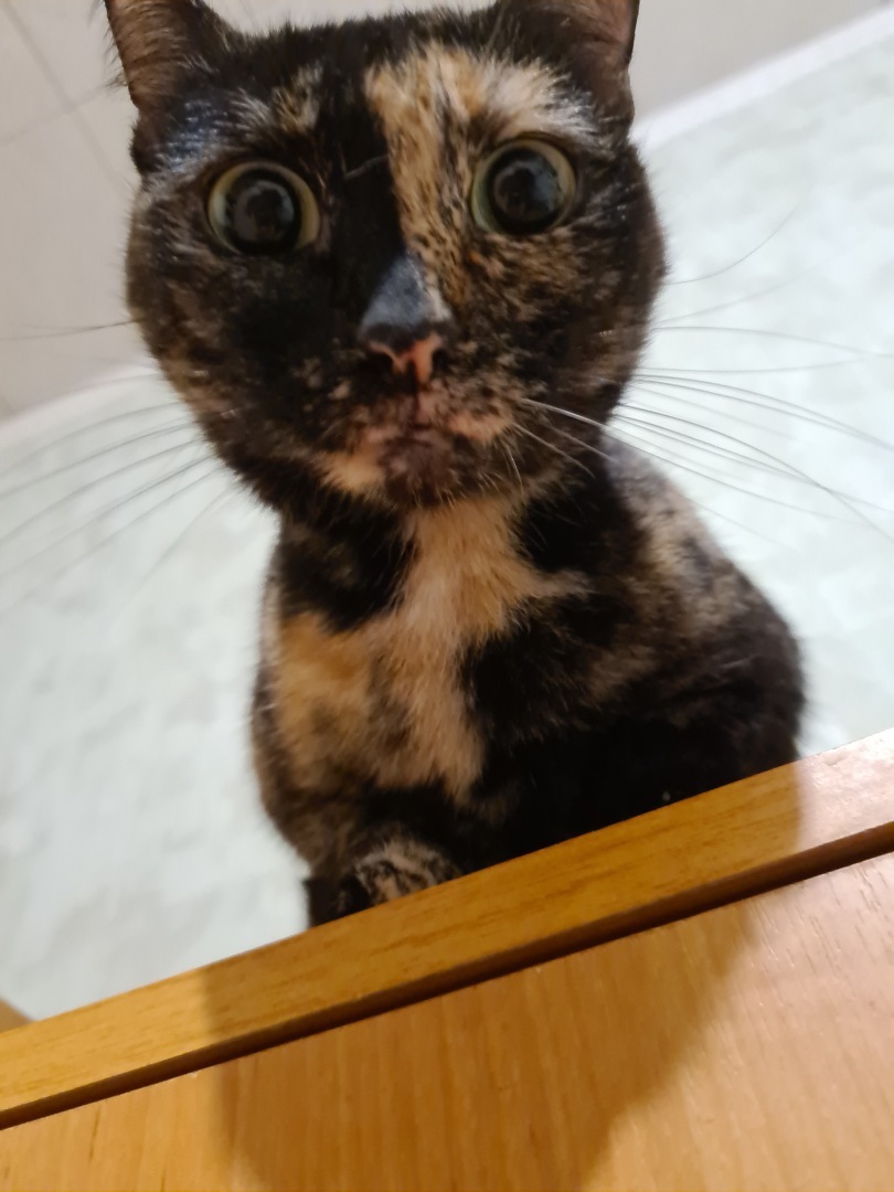 Сердечные уроки кошачьей любви: Как правильно подготовиться к новому пушистому другу