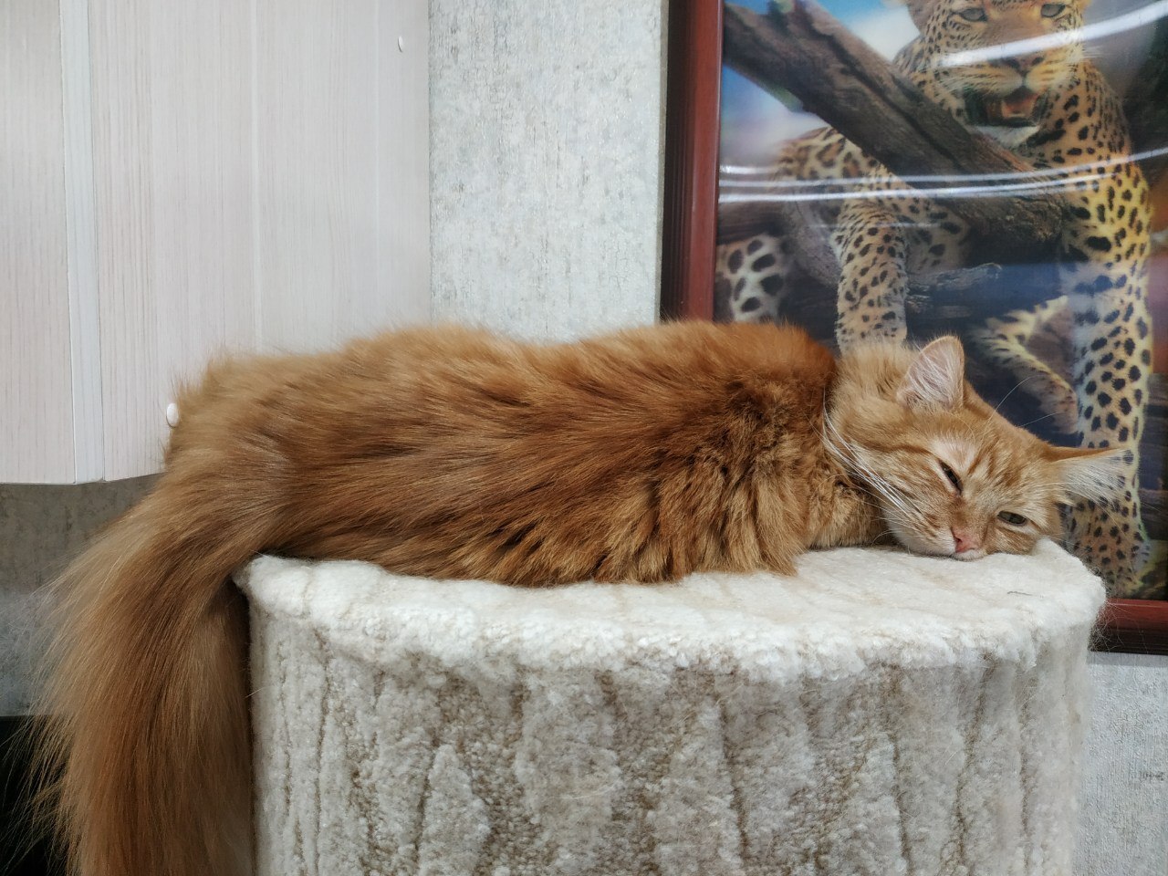 Котя наоборот ))))