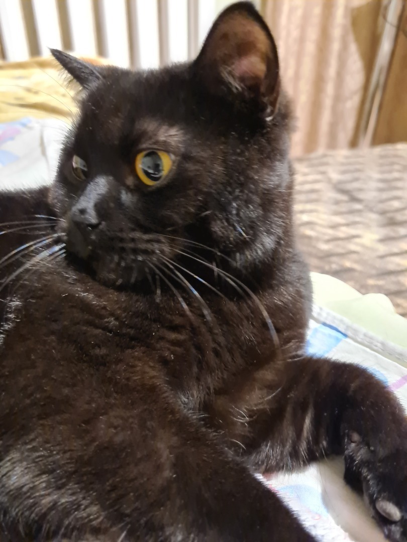 Это мой дом: котенок ,его игры и восхищение новым домом