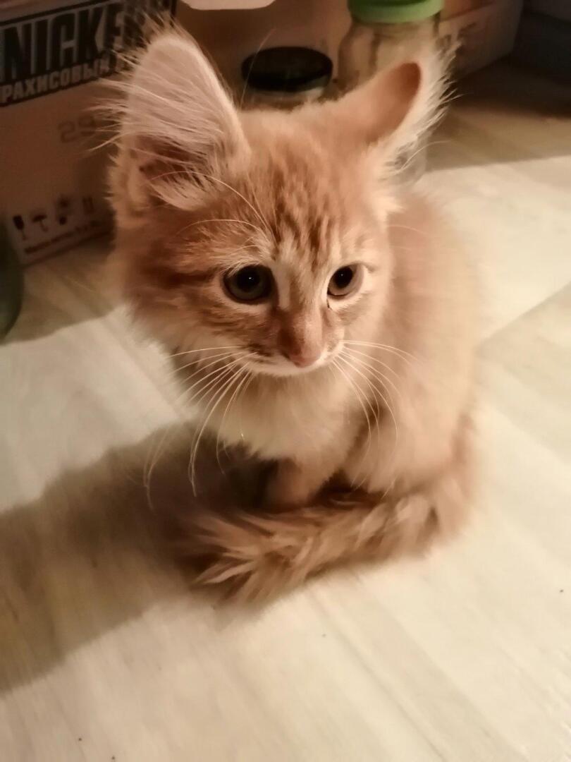 Котя наоборот ))))