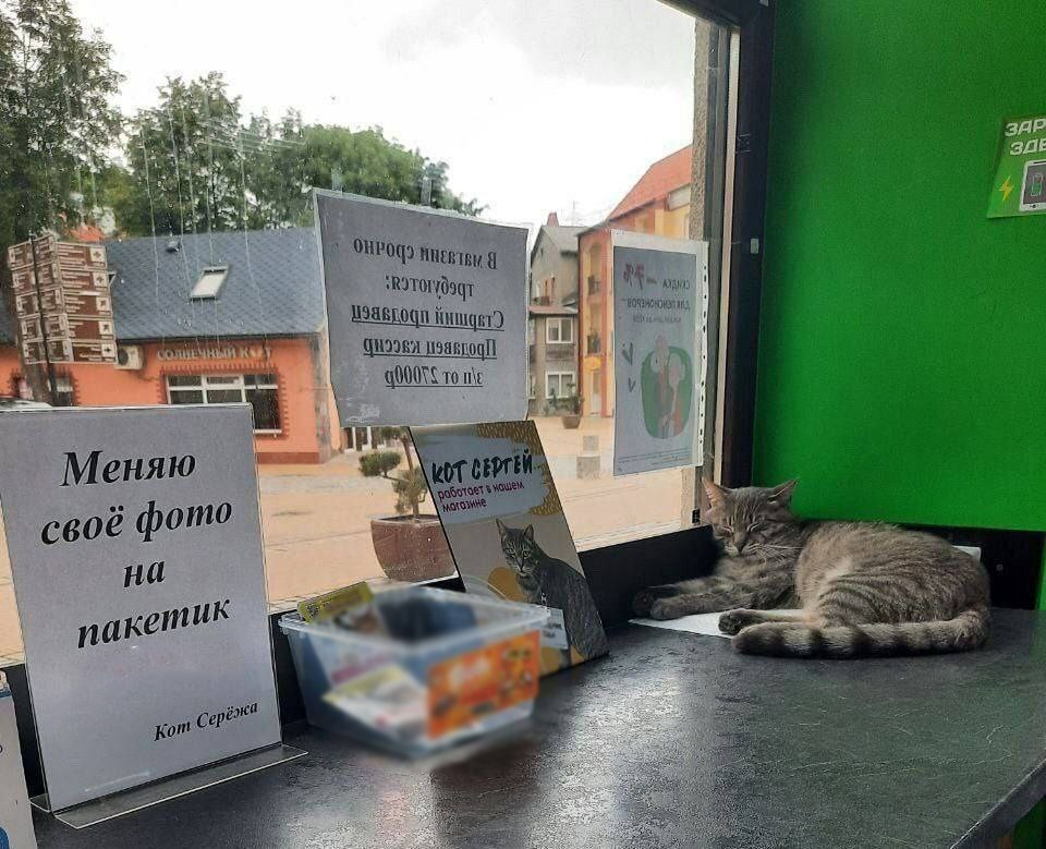 Вернут ли кота Сергея на работу?