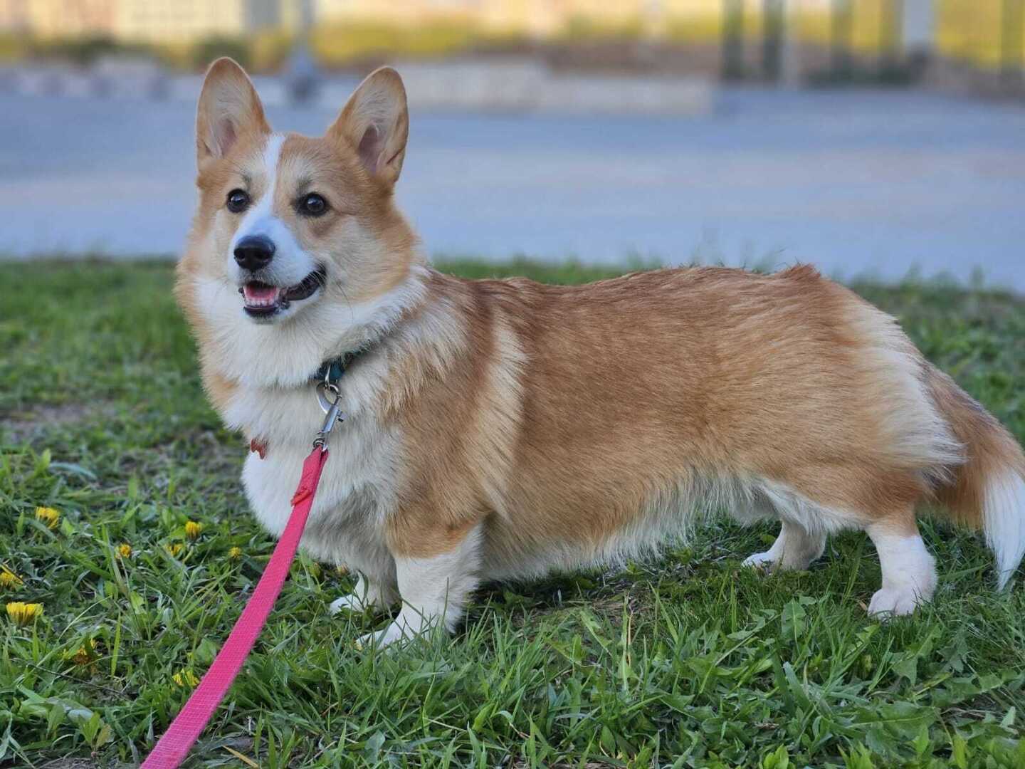 Почему стоит завести собаку породы "Корги"? ВЫ наверное не знали, но...
