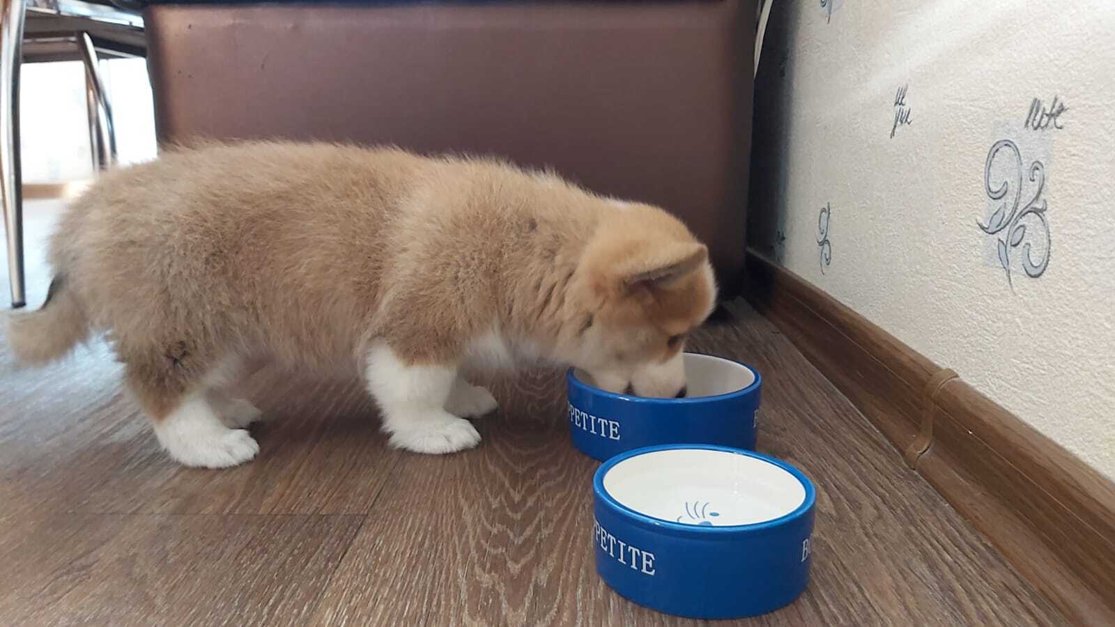 Почему не стоит заводить собаку породы корги? Рассуждаем вместе с вами. Продолжение истории…