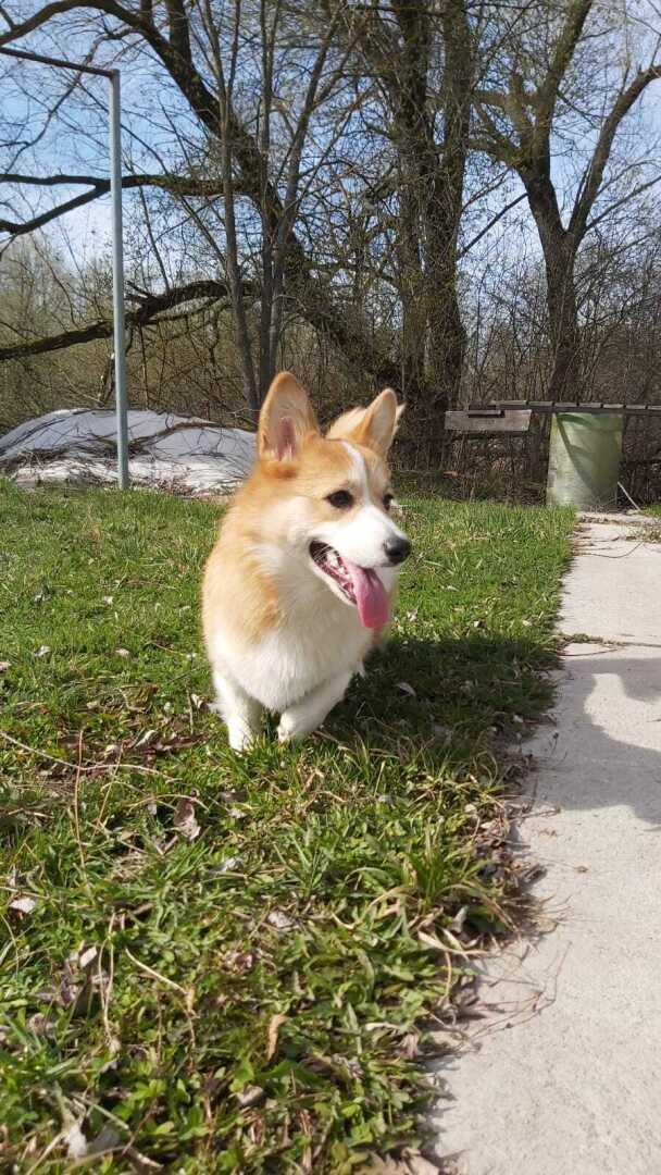 Почему стоит завести собаку породы "Корги"? ВЫ наверное не знали, но...