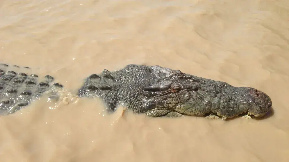 "Австралийский мальчик в критическом состоянии после нападения крокодила в национальном парке Какаду"