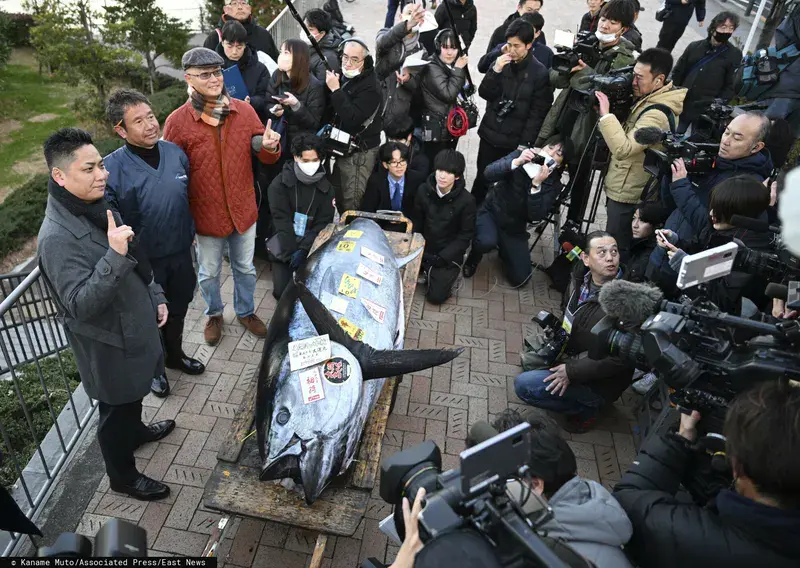 Гигантская рыба в Японии. Она была продана за ошеломляющую сумму