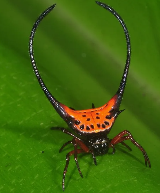 Удивительные виды животных