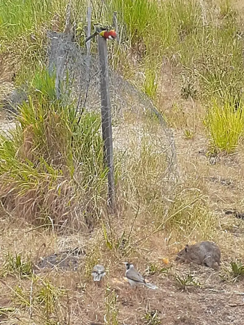 Этот газон был назван самым уродливым в мире - но все это ради благой цели