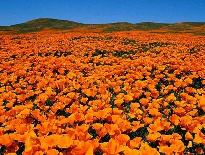 Психология цвета: как разные оттенки влияют на наше настроение и восприятие мира