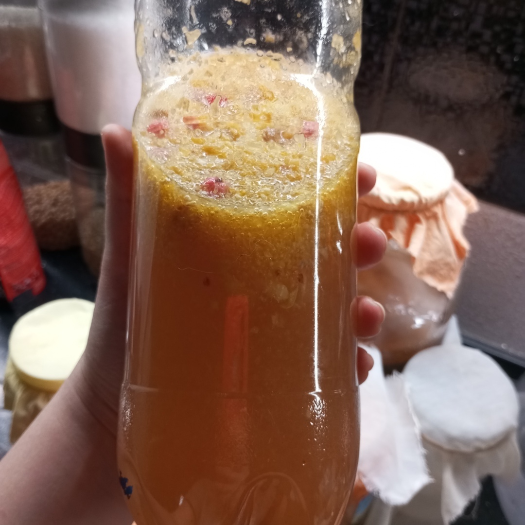 Домашняя ферментация - вторичная ферментация чайного гриба и морского риса на фруктах