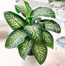 Комнатные растения, опасные для домашних питомцев