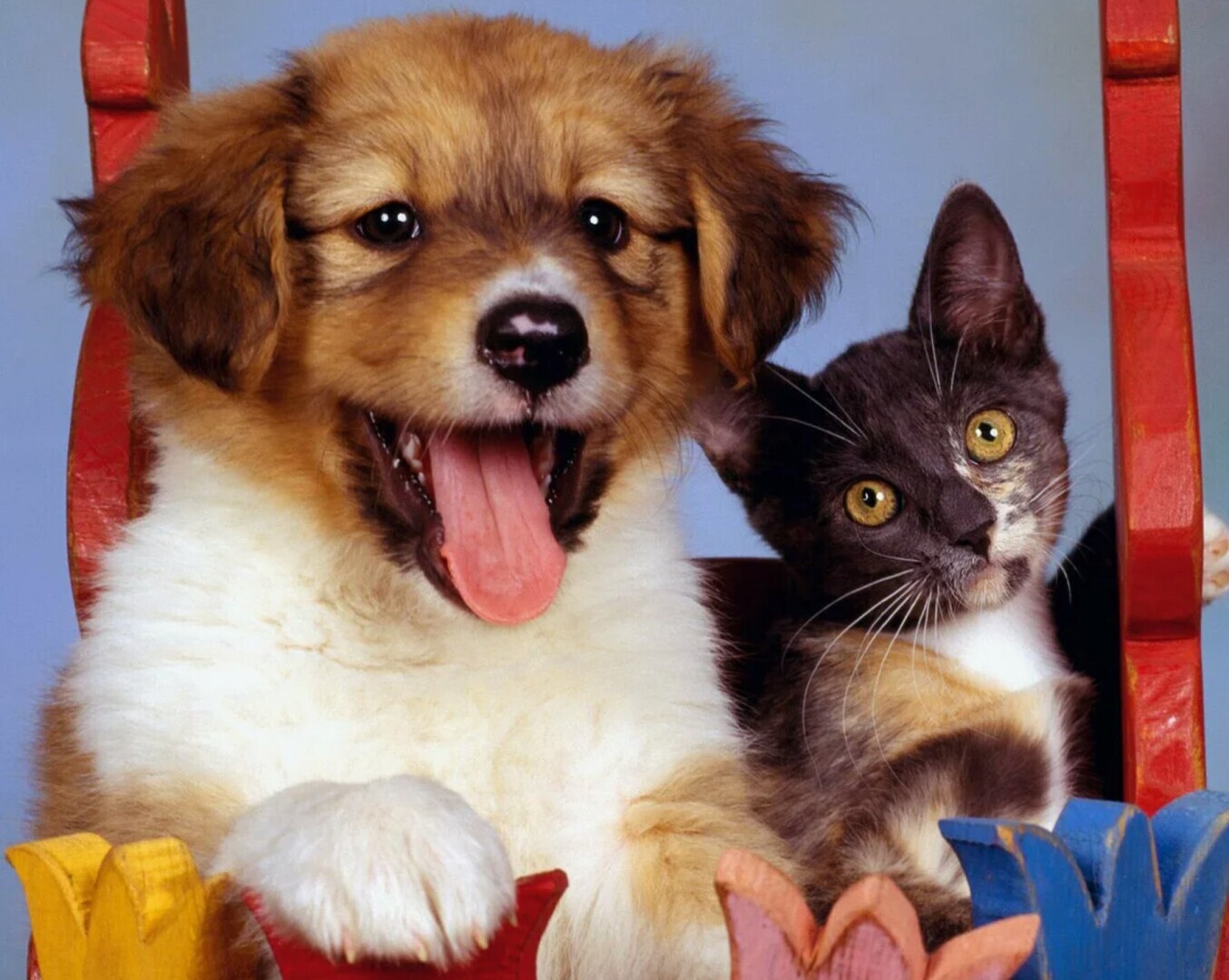 Туалетный бунт или Что делать, если питомец ходит мимо лотка?