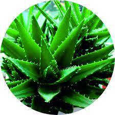 Комнатные растения, опасные для домашних питомцев