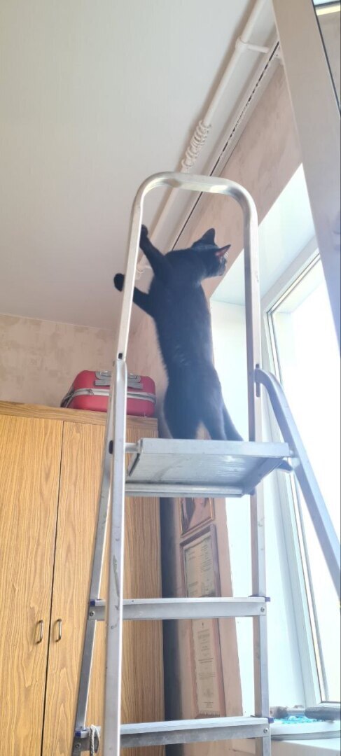 История про кота Твикса тронула меня до глубины души