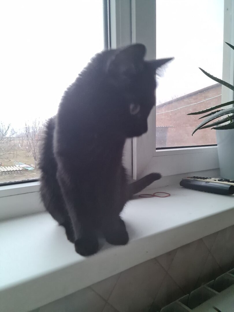 История про кота Твикса тронула меня до глубины души