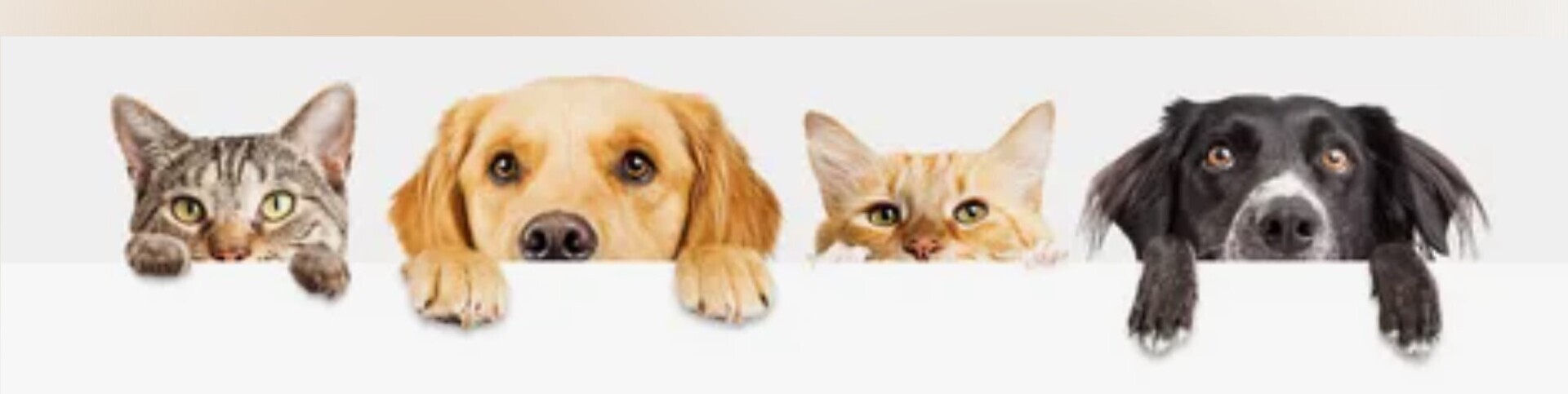 Туалетный бунт или Что делать, если питомец ходит мимо лотка?