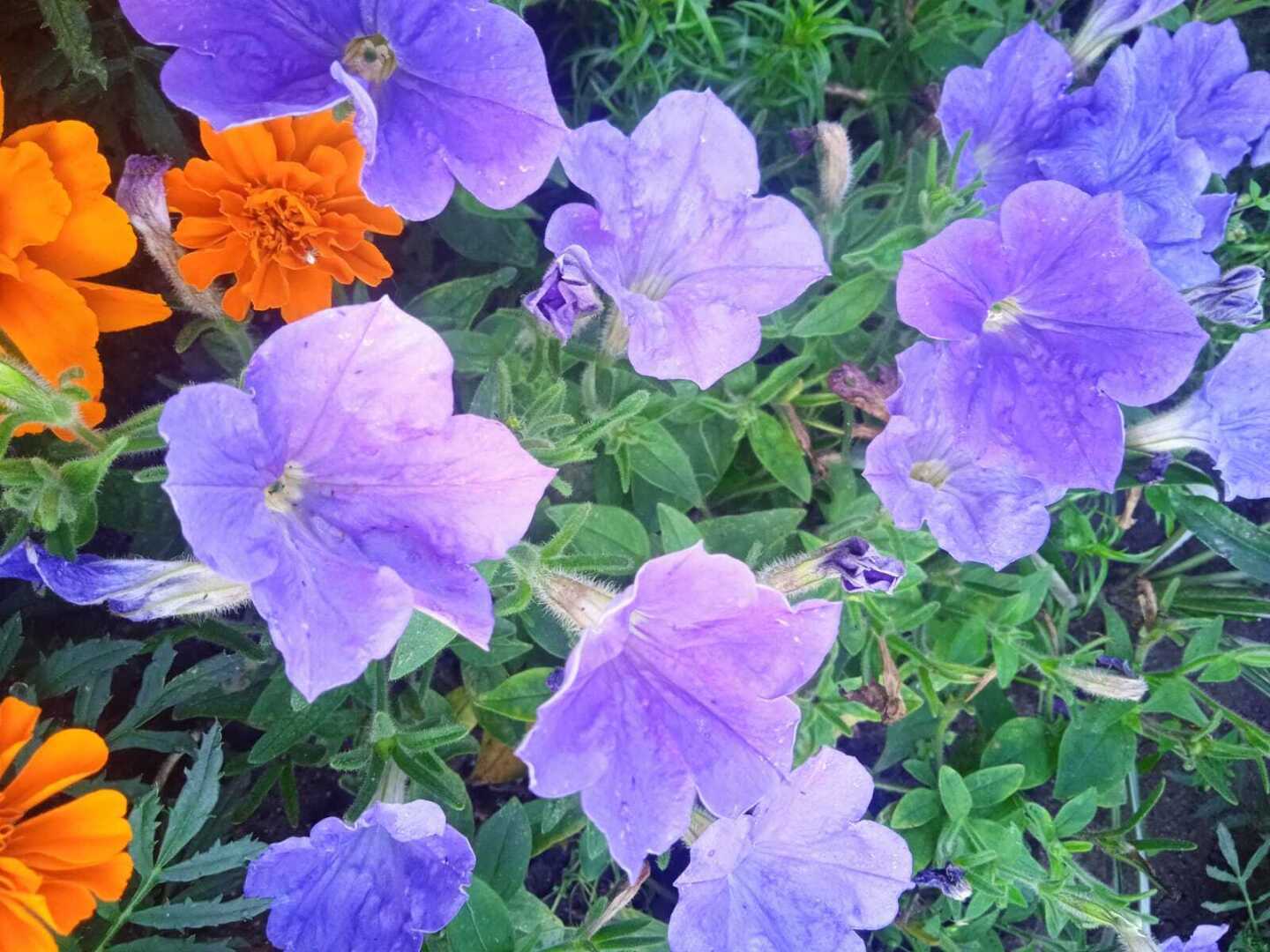 Мой первый опыт выращивания петунии через рассаду: начинаем новый дачно-цветочный сезон 2024 года