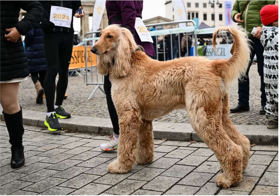 Почему собаки виляют хвостом? Исследование показало, что людям нравился такой ритм