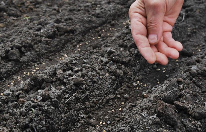 В России озвучили нехватку семян овощных культур для посевной 2024 г. Не хлебом едины...