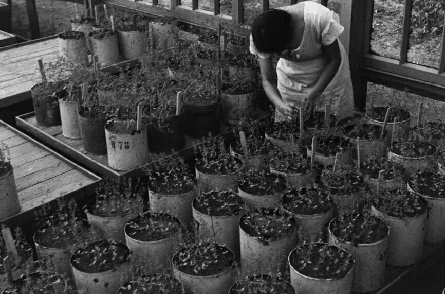 В России озвучили нехватку семян овощных культур для посевной 2024 г. Не хлебом едины...