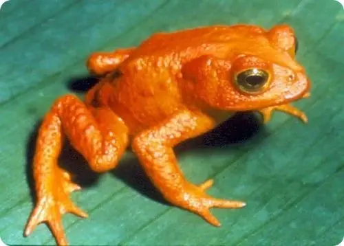 Золотая жаба