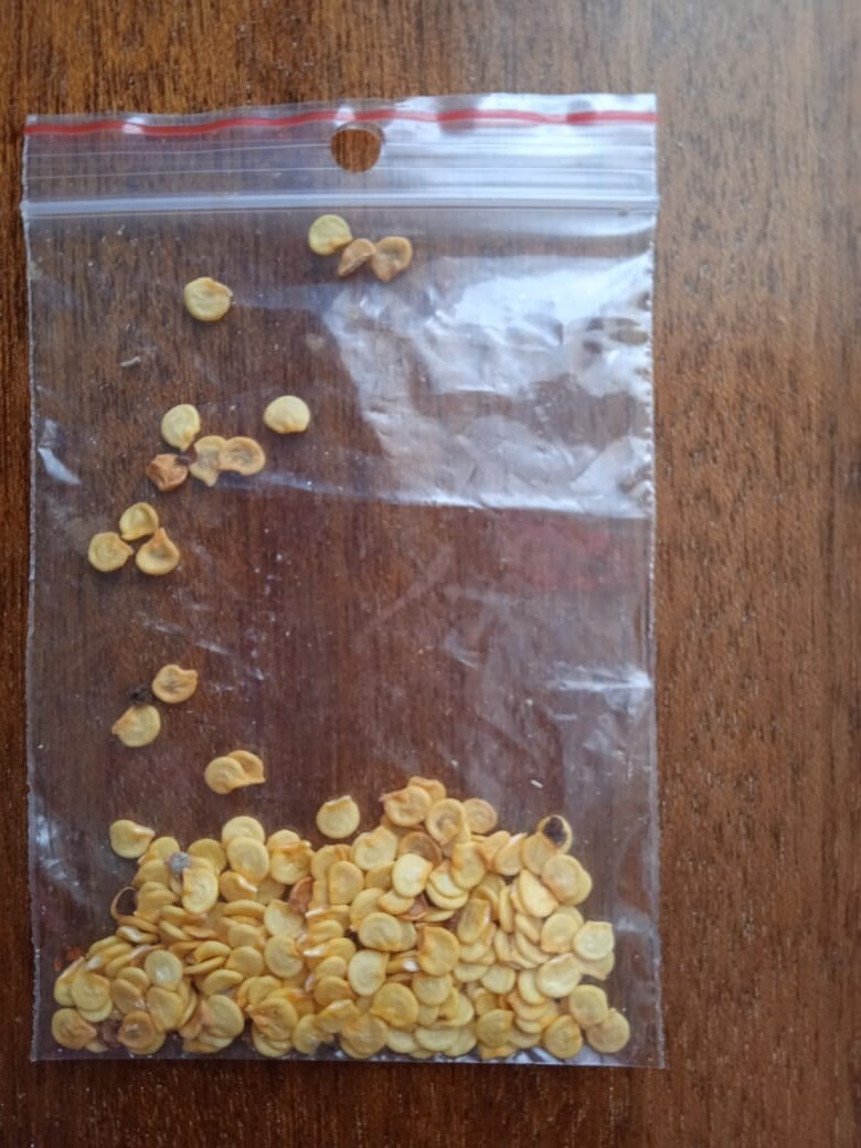 Дачная ярмарка: делюсь своим опытом, как можно обменяться семенами, получить семена бесплатно или за символическую плату,читая журнал