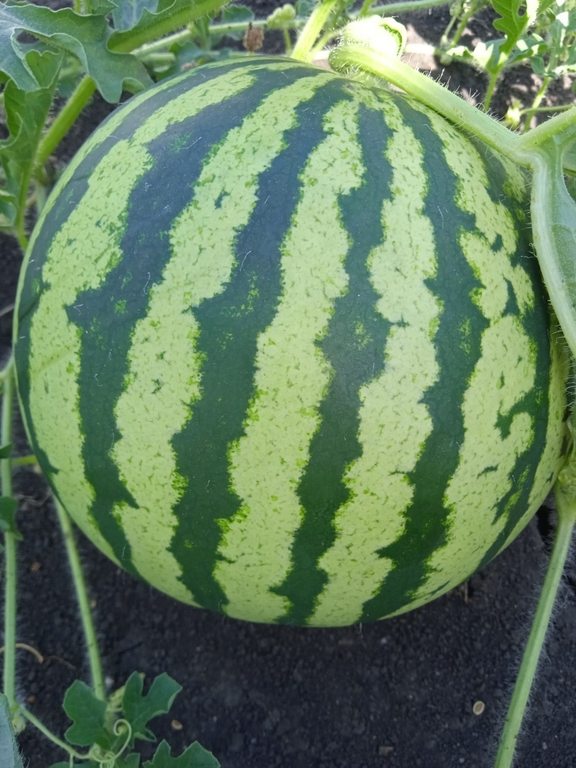 Дачная ярмарка: делюсь своим опытом, как можно обменяться семенами, получить семена бесплатно или за символическую плату,читая журнал