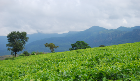 ЮАР приветствует снижение пошлин на экспорт чая
