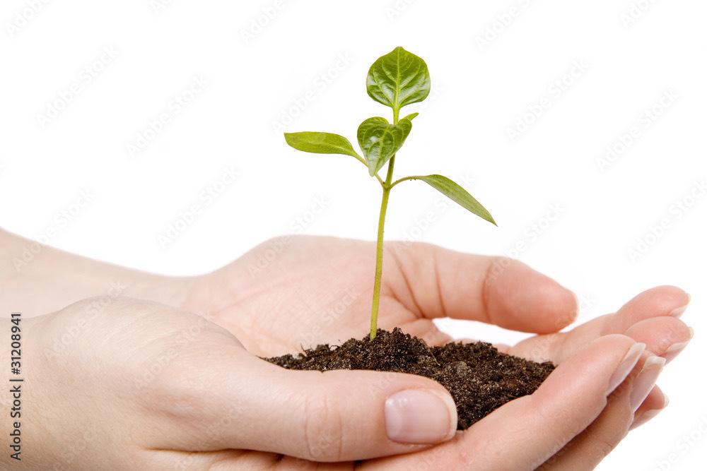 Семена и плоды жизни.