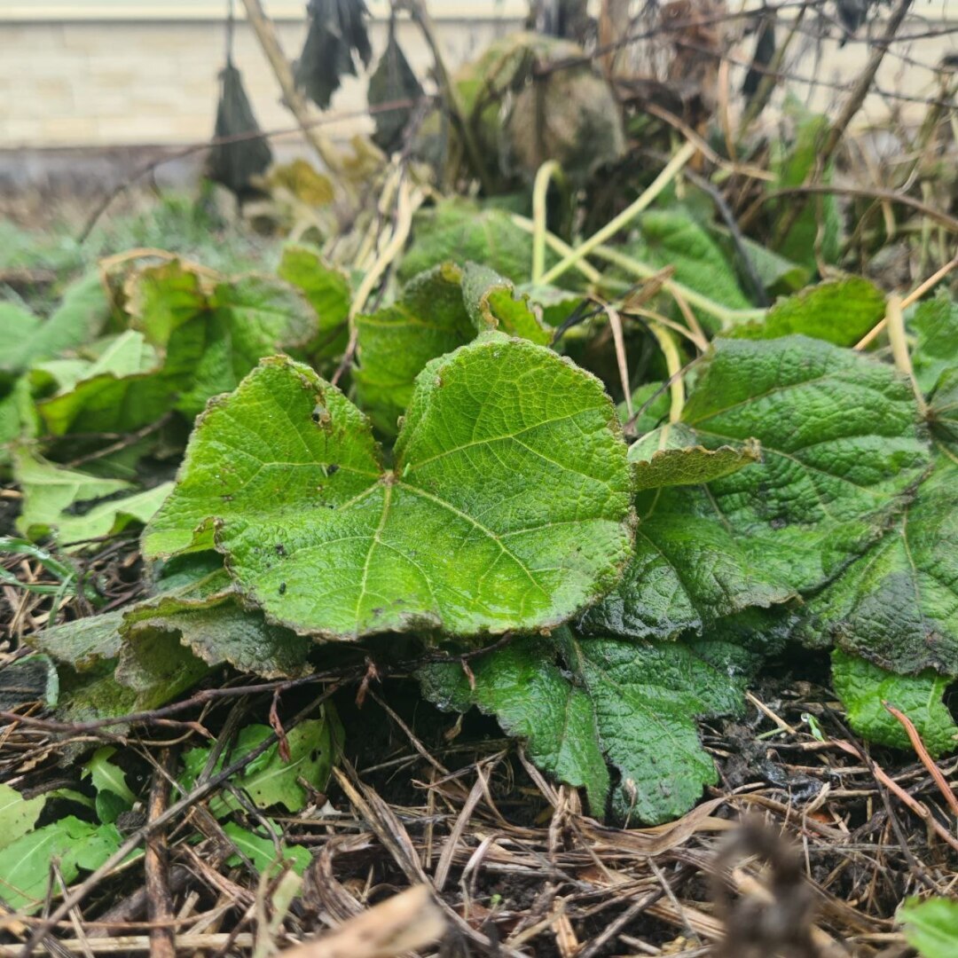 Как я решила стать миллионером. 6 серия