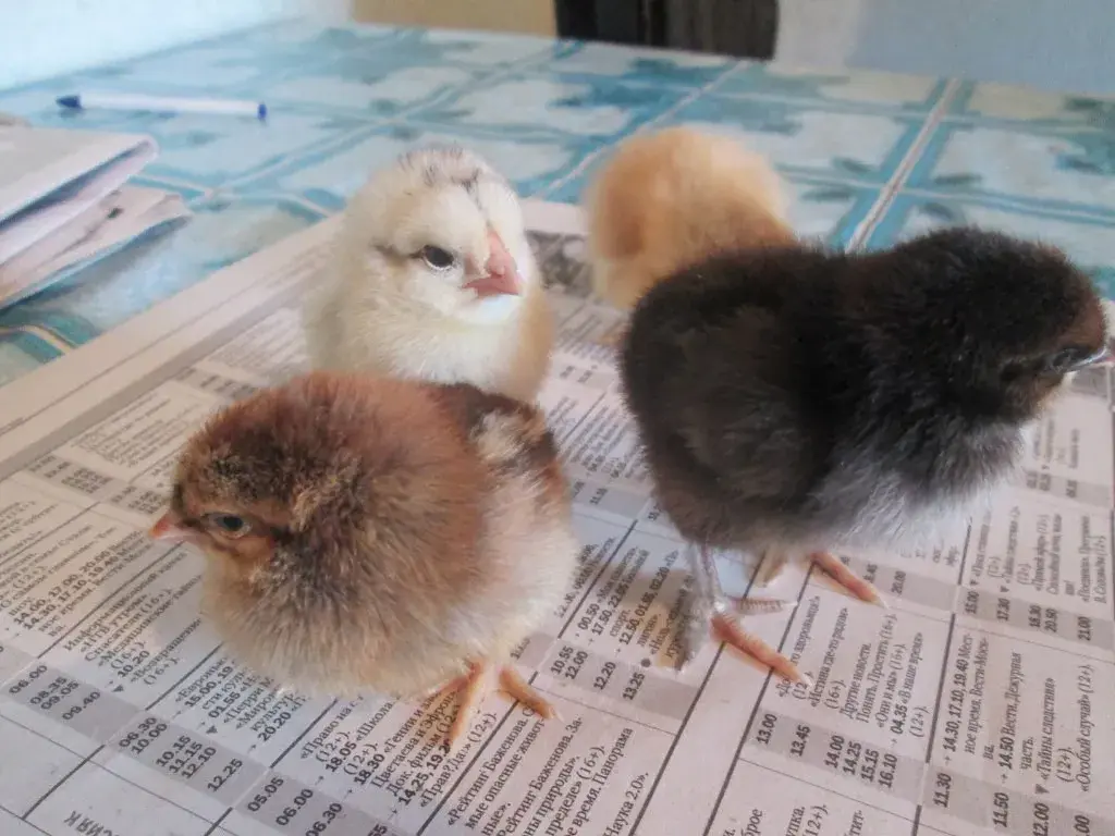 ✅Что дает планирование огорода Как овощи влияют друг на друга Мои наблюдение и личный опыт