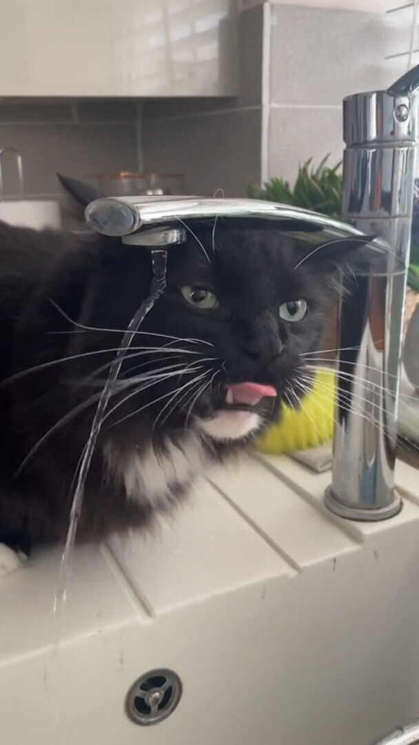 Люди делятся самыми глупыми моментами своих питомцев, которыми они определенно не гордятся