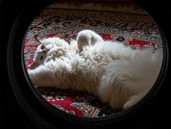 Разоблачение кошачьих проделок: 15 забавных моментов